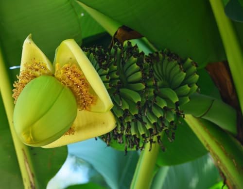Basjoo Banana Tree Live Plant Cold Hardy Banana Plant Flowering Bananas Shurb Hardy Bananas Ornamental Plants 4-7 Inch Tall - Image 2
