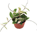 American Plant Exchange Live Hoya 'Krimson Queen' Carnosa Plant, 4-Inch Pot by AmericanPlantExchange