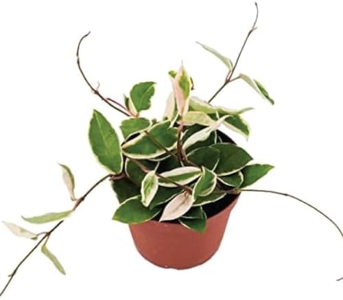 American Plant Exchange Live Hoya 'Krimson Queen' Carnosa Plant, 4-Inch Pot by AmericanPlantExchange