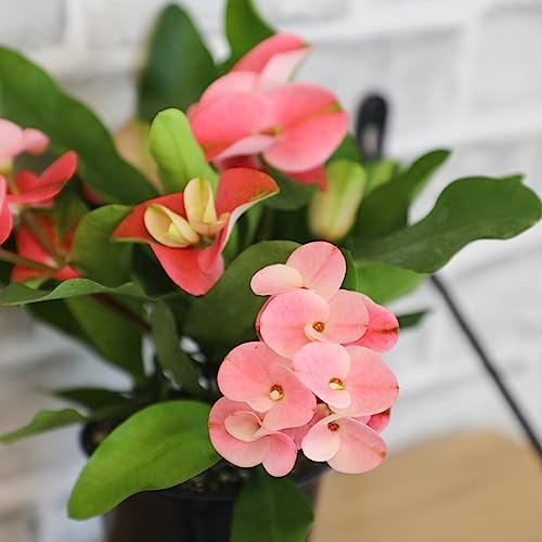 Euphorbia Crown of Thorns Plant Decor, Perennial Plants Ready to Plant, Cactus Plants Live Houseplants, Outdoor Plants Live House Plants Live Plants Indoor Plants Live Houseplants by Plants for Pets - Image 7