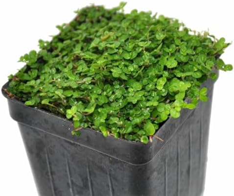 Soleirolia soleirolii, Baby Tears, Angel's Tears, Peace in the Home, Ground Cover, Cnt Sz: 3" - Image 3