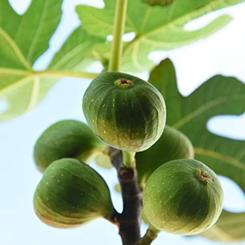 Perfect Plants Chicago Hardy Fig Tree, 1 Gallon (2-Pack), Live Plant - Image 2
