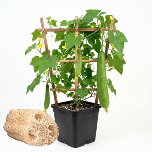 Luffa Gourd Plant, Loofah Live Plant, Vegetable Vine, 4-6 Inch Tall by HILROQG
