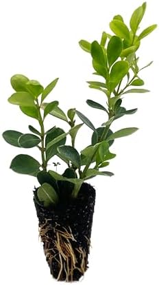 ragnaroc Japanese Boxwood 2-4" (Buxus microphylla VAR. Japonica) 4ct - Live Plant for Indoor Outdoor Use, Garden & Landscaping - Live Arrival Guaranteed - Image 2