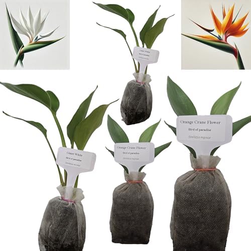 Daisy Ship Bird of Paradise White & Orange Strelitzia - 4 x 2-in Bags by DaisyShip