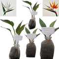 Daisy Ship Bird of Paradise White & Orange Strelitzia - 4 x 2-in Bags by DaisyShip