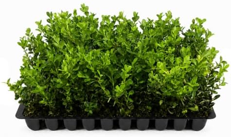 Japanese Boxwood - 50 Live Plants - 2" Pot Size - Buxus Microphylla - Fast Growing Cold Hardy Formal Evergreen Shrub by FloridaFoliage