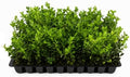 Japanese Boxwood - 50 Live Plants - 2" Pot Size - Buxus Microphylla - Fast Growing Cold Hardy Formal Evergreen Shrub by FloridaFoliage
