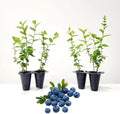 Live Emerald Blueberry Plants (4 Pack) – Southern Highbush Blueberry Bushes for Planting, High Yield, Mildly Sweet Flavor, Suitable for Mild Winter Regions by FamPlants