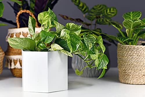 American Plant Exchange Marble Queen Pothos – Live 6-Inch Pot, Bright Green Trailing Vine, Easy-Care Air Purifying Houseplant for Hanging Planters, Shelves & Indoor Home or Office Décor - Image 7