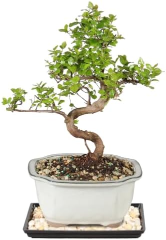 Brussel's Bonsai - Small Live Bonsai Tree with Tray, Potted Indoor Plant - Image 3