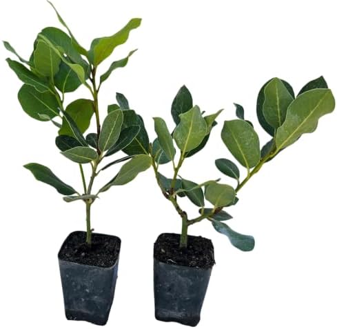 Daisy Ship Mediterranean Sweet Bay Laurel, Saratoga, Plant - 2 x 2-in Cups by DaisyShip