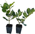 Daisy Ship Mediterranean Sweet Bay Laurel, Saratoga, Plant - 2 x 2-in Cups by DaisyShip