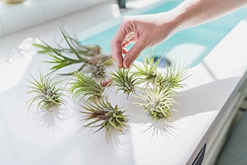 Air Plant Shop 12 Pack Assorted Ionantha Air Plants - Wholesale and Bulk - Succulents - Live Tillandsia - Easy Care Indoor and Outdoor House Plants - Image 5