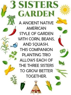 Three Sisters Garden Seed Collection, Native American Companion Plants - Corn, Pole Bean, Squash Seeds - Image 2
