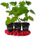 Caroline Raspberry Bush - 3 Live Starter Plants - Rubus - Edible Berry Bearing Bramble Shrub for Fruit Garden and Patio by WekivaFoliage
