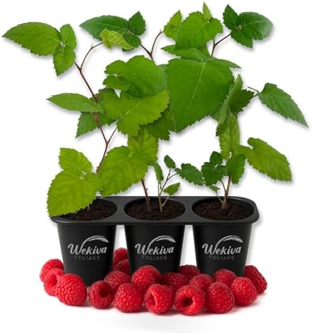 Caroline Raspberry Bush - 3 Live Starter Plants - Rubus - Edible Berry Bearing Bramble Shrub for Fruit Garden and Patio by WekivaFoliage