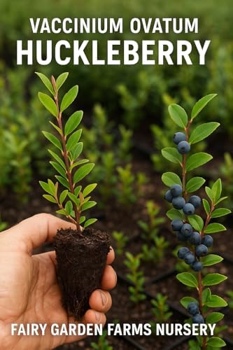 2 Medium (6-10") Live Huckleberry Plants Super Sweet Berry Bush Trees huckleberries just sprouted in Little 4" pots, Vaccinium ovatum Please See Pictures Before Ordering. - Image 4