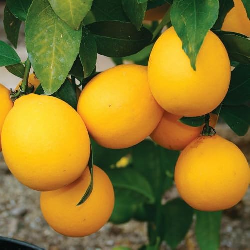 Live Meyer Lemon Tree - 2-5 Inch Tall Live Plant - Potted Seedling - Yellow Lemon Fruit Plant - Citrus x meyeri - Image 4