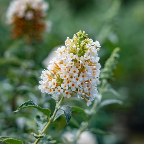 Perfect Plants White Profusion Butterfly Bush, 1 Gallon, Live Plant - Image 4