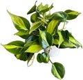 Live Indoor Plant Philodendron Hearleaf Brasil, Easy Care and Easy Grow, Air Purifying Plant, Housplant in 4 inch Pot - Hopewind Plants Shop by hopewindplants