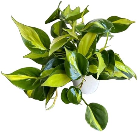 Live Indoor Plant Philodendron Hearleaf Brasil, Easy Care and Easy Grow, Air Purifying Plant, Housplant in 4 inch Pot - Hopewind Plants Shop by hopewindplants