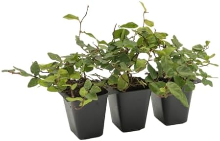 3 Creeping Fig, Live Plants – Ficus Repens – Fast-Growing & Versatile Climbing Vine in 2.5” Nursery Cubes – Perfect for Living Walls, Topiaries, Ground Cover & Indoor/Outdoor Decor - Image 6