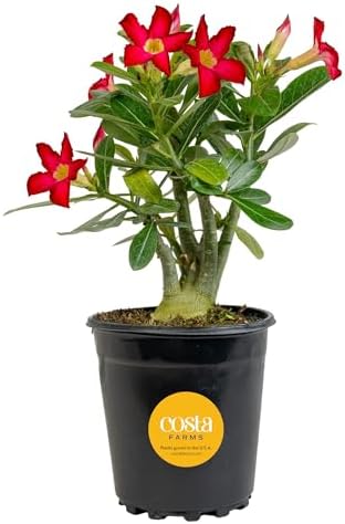 Costa Farms Succulents, Live Indoor Plant, Easy Care, Home Decor by Unknown