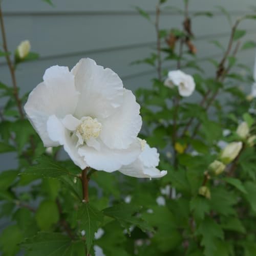 Proven Winners 5 Gal. White Pillar Rose of Sharon (Hibiscus) Shrub - Image 3