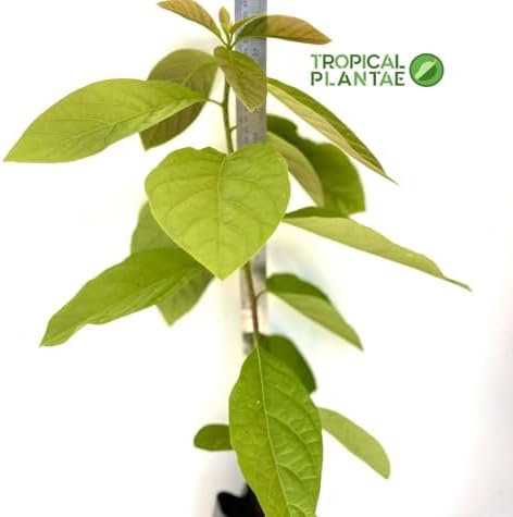 HASS Avocado Tree - Live Big Fruit Tree 12"-24" Tropical Plantae - Image 3