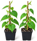 2 Moonflower Live Starter Plants | White, Night-Blooming Climbing Vine by CZGrain