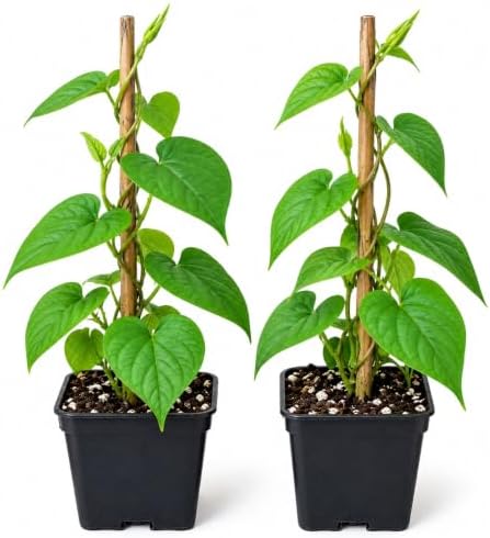 2 Moonflower Live Starter Plants | White, Night-Blooming Climbing Vine by CZGrain