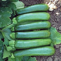 Park Seed Zucchini Squash Seeds – Grow Your Own Garden Vegetables, Green Machine, Virus and Resistant, Uniform 6–7 Inch Fruits, High-Yielding and Field-Tested Performer, Pack of 100 by ParkSeed