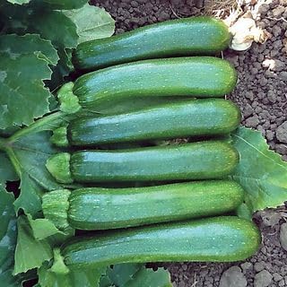 Park Seed Zucchini Squash Seeds – Grow Your Own Garden Vegetables, Green Machine, Virus and Resistant, Uniform 6–7 Inch Fruits, High-Yielding and Field-Tested Performer, Pack of 100 by ParkSeed