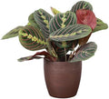 Live Red Prayer Plant, Pet Friendly, Easy to Grow, 4" Diameter Pot by ThorsensGreenhouse