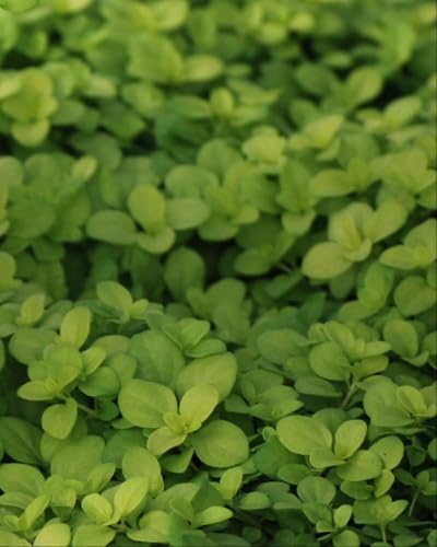 Veronica repens 'Sunshine' (Golden Creeping Speedwell) Groundcover, 1 Quart, Blue Flowers - Image 2