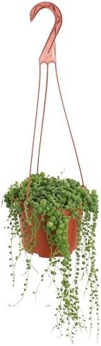 Shop Succulents - Live String of Pearls 6" Hanging Succulent Houseplant by ShopSucculents