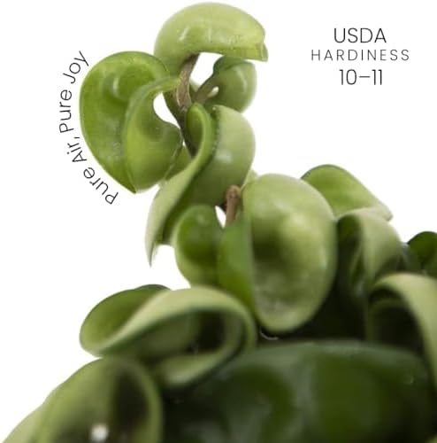 American Plant Exchange Hoya Compacta Hindu Rope, 4-Inch Pot, Live Flowering Wax Plant, Exotic Indoor Houseplant, Air Purifying - Image 4