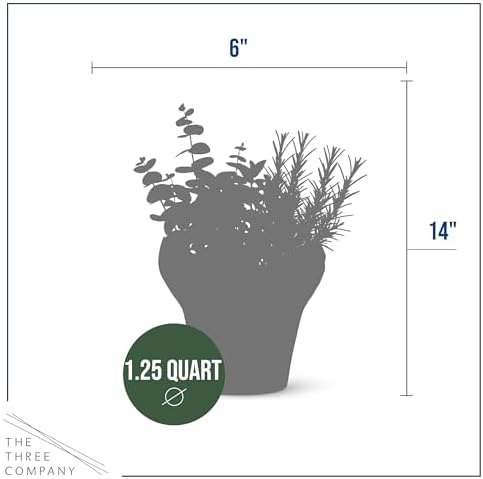 Herb Combo - Breathe Better, Eucalyptus, Mint & Rosemary, Aromatic Plant Collection in Deco Cover, 12" Tall by 6" Wide in 1.25 Qt Pot - Image 3