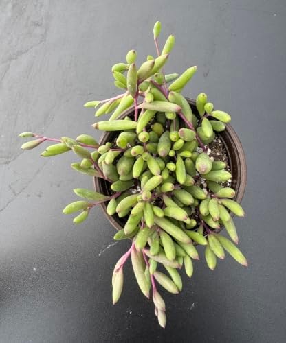 Live Succulent Ruby Necklace, Othonna capensis L.H.Bailey Plant in 4" Pot - Image 3