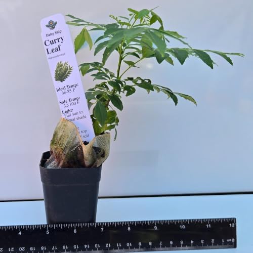 Daisy Ship Curry Leaf Plant Live Murraya Koenigii - 2 x 2-in Cups - Image 3
