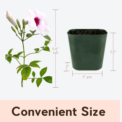 Pink Bower Vine Live Plant, Pandorea Jasminoides Climber, 2-Inch Pot - Image 5