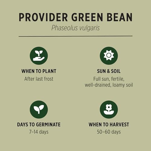 Banyan Botanicals Organic Green Bean Seeds – Provider Heirloom Green Bean Seeds – Early-Producing, Tender, and Crisp – 100 Count – Open Pollinated Non-GMO Easy to Grow - Image 2