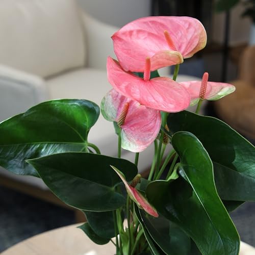 Pink Anthurium Live Plant (Approx. 13-16" Tall), Real Flowers/Unique House Plants in 4" Nursery Pot, Floral Office Plants, Air Purifying Plants & Cool Gifts for Plant Lovers by Plants for Pets - Image 2