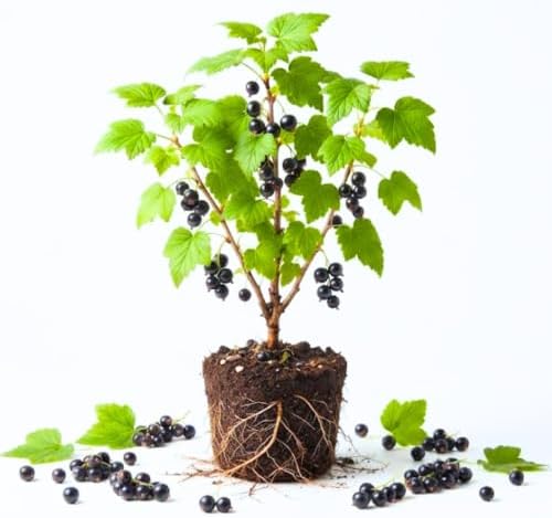 Consort Black Currant Plant Live, Hardy Edible Landscape Shrub 1 Year Old - Image 5