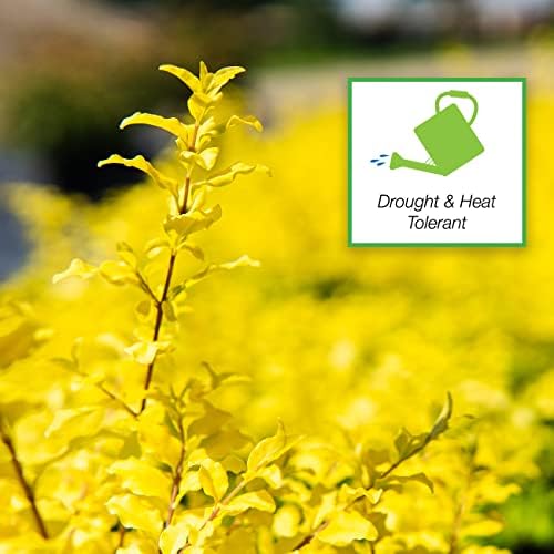 Perfect Plants Sunshine Ligustrum Shrub, 3 Gallon, Golden Evergreen - Image 4