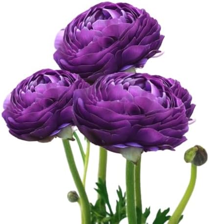 Ranunculus Purple 10 Flower Bulbs - Spring Blooms, Tecolote Buttercups by EasytoGrow