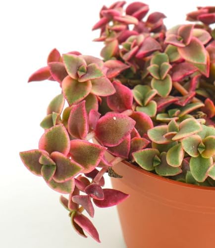 Shop Succulents Calico Kitten Hanging Succulent, Crassula Pellucida Variegata, Fully Rooted Live 6" Succulent Plant, Low Maintenance Indoor Plant, Trailing Succulents, Gift & Garden - Image 2