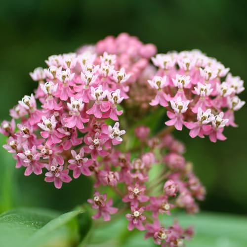 2 Pink Butterfly Milkweed Plants, 4-8" Tall - Image 7