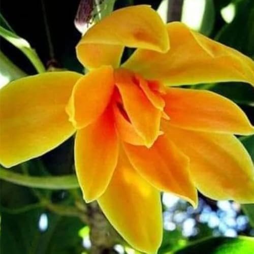 10+ Perennial Mix Magnolia Flower Seeds for Planting Outdoors -Magnolia Trees Plants Seed Ornamental Fragrant Tree Garden,Non-GMO Heirloom for Home Outdoor Garden - Image 5